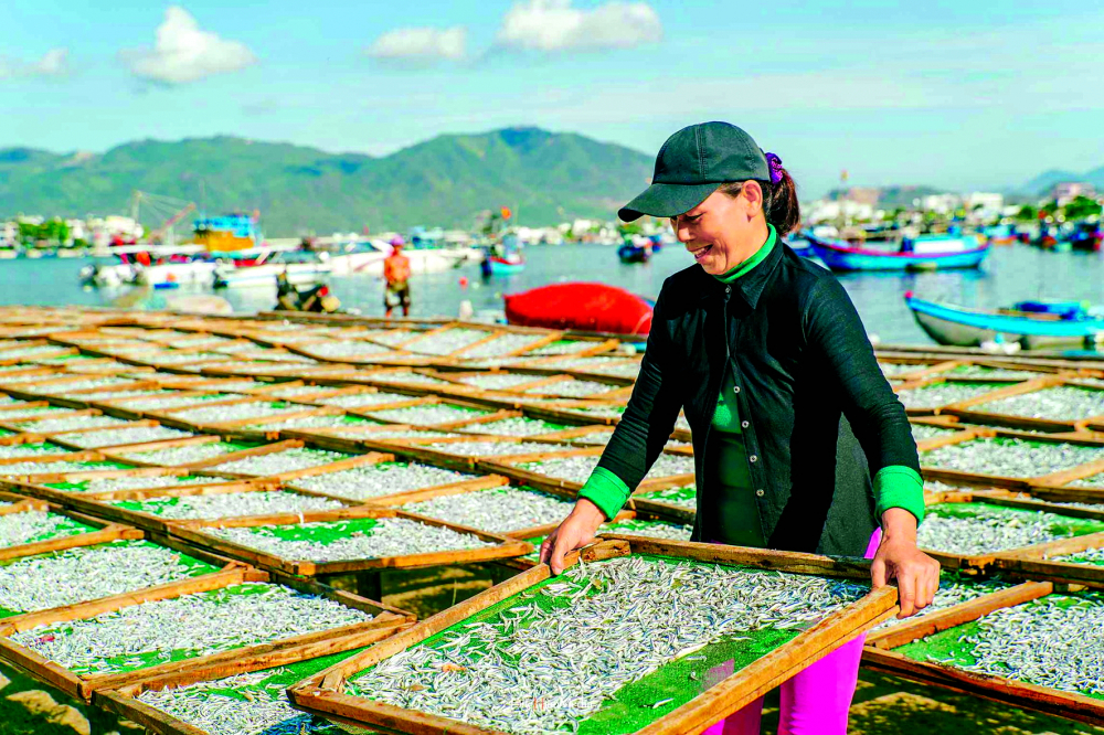 Phơi cá cơm